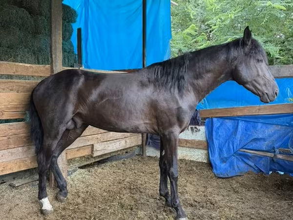 حصان, French Trotter