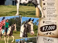 Mare, Pinto horses — photo 1