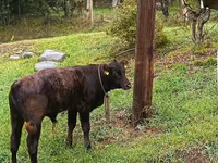 Bull, Aberdeen-Angus — photo 3