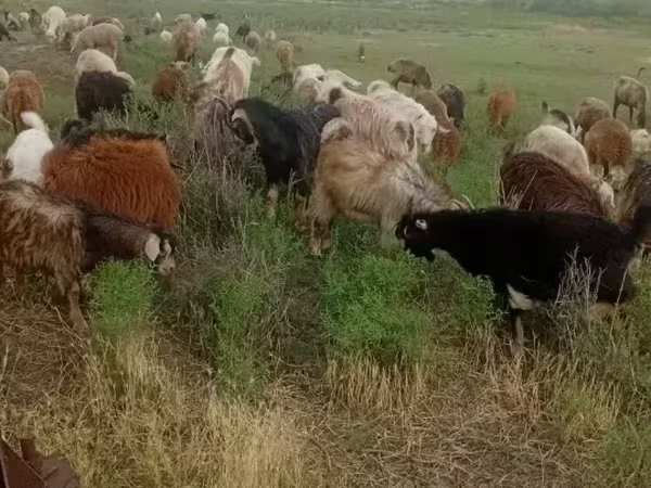Ziege, Ziegen
