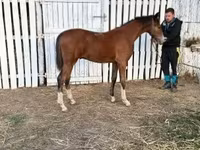 حصان, Dutch warmblood horse — الصورة 5