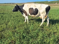 بقرة, Simmental cattle — الصورة 1