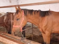 Horse (M), Manipuri pony — photo 8