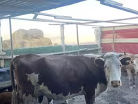 Kuh, Simmental cattle — Foto 1