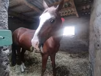 Caballo, Akhal-Teke — foto 5