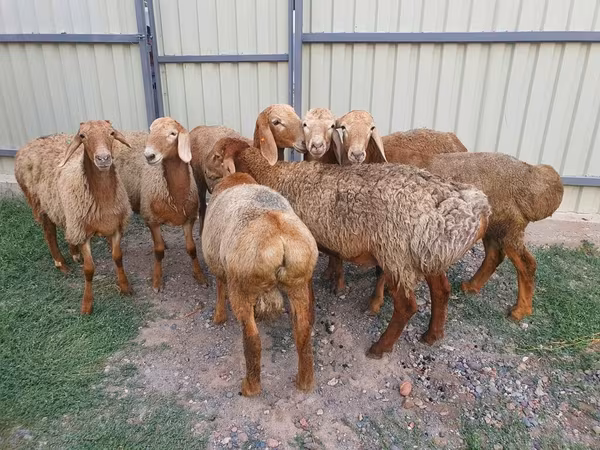 भेड़, Edilbay sheep