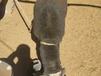मेढ़ा, Blackheaded Persian sheep — फ़ोटो 3