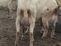Ziege, Saanen goat — Foto 8