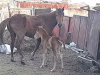 Yegua, Horse breed — foto 8