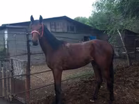حصان, Arabian horse — الصورة 6