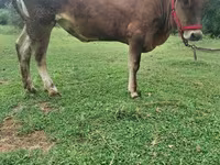 गाय, अलाताऊ नस्ल — फ़ोटो 7