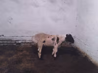 公羊, Suffolk sheep — 照片 1