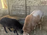 كبش, Arashan sheep — الصورة 7