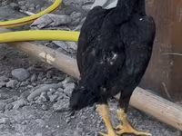 Shamo chickens — photo 5