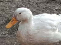 Ducks — photo 3