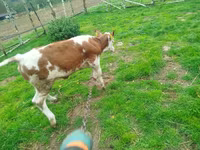 गाय, Simmental cattle — फ़ोटो 4