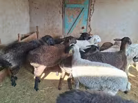 كبش, الأغنام — الصورة 1