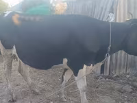 Vaca, Yak salvaje — foto 4