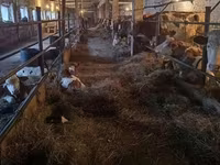 Vaca, Raza Holstein — foto 2