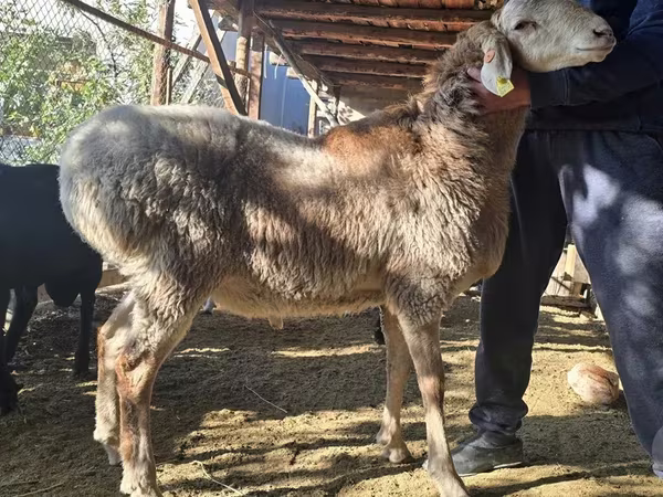 Carnero, Arashan sheep