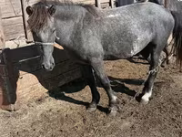 Caballo, Caballos — foto 1
