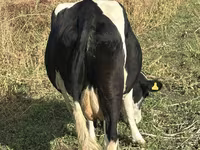 Cow, Russian Black pied cattle — photo 3