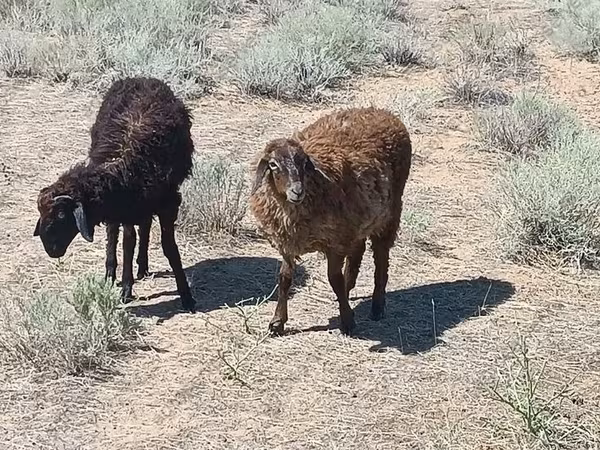 Widder, Edilbay sheep