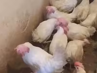 Chickens — Foto 4