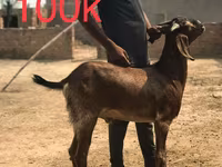 ماعز (دفعة، الجنس غير محدد), Najdi goat — الصورة 1