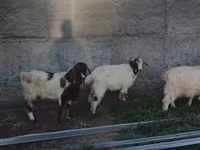 Sheep, Sheep — photo 7