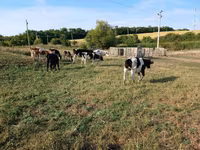 Cow, Russian Black pied cattle — photo 1