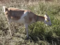 عنزة, Saanen goat — الصورة 3