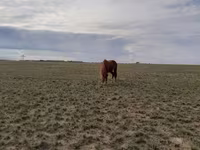 घोड़ी, Horse breed — फ़ोटो 4