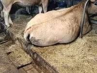 母牛, Aubrac cattle — 照片 2
