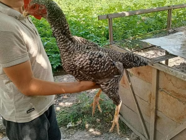 Куры