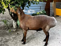 Ovejas (lote, sexo no especificado), Ovejas — foto 3