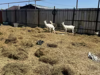 عنزة, Saanen goat — الصورة 4