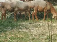 Sheep (batch, sex not specified), Arashan sheep — photo 5