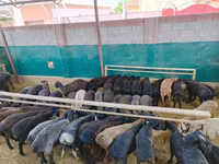 Carnero, Ovejas — foto 5