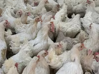 Chickens — foto 5