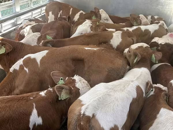 ثور, Simmental cattle