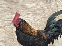 Japanisches Bantam — Foto 5
