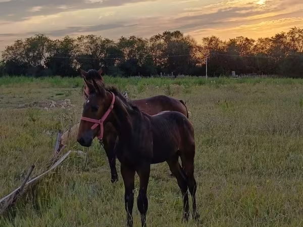 حصان, Arabian horse