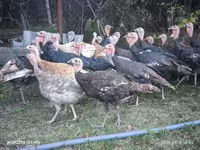 Turkeys — الصورة 2