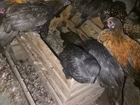 Japanisches Bantam — Foto 1