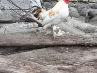 Chickens — photo 5