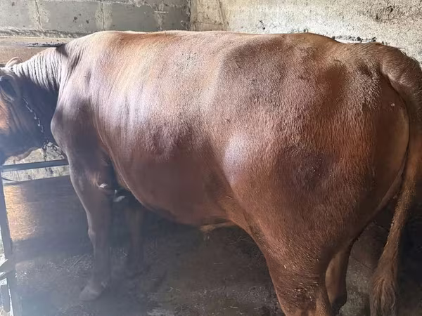 Bull, Cattle