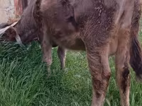 母牛, Red-spotted breed — 照片 3