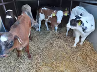 公牛, Pinzgauer cattle — 照片 2