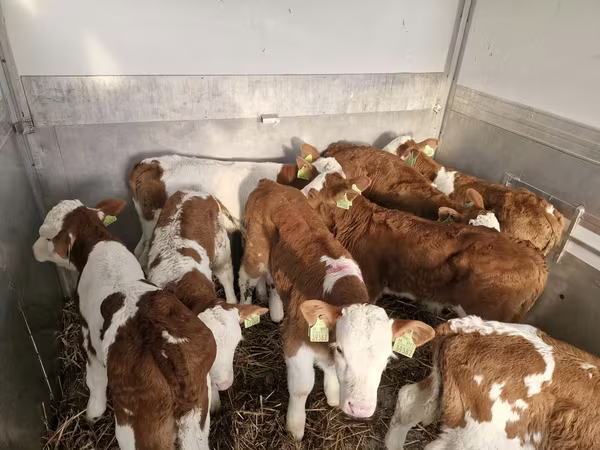 Bull, Simmental cattle